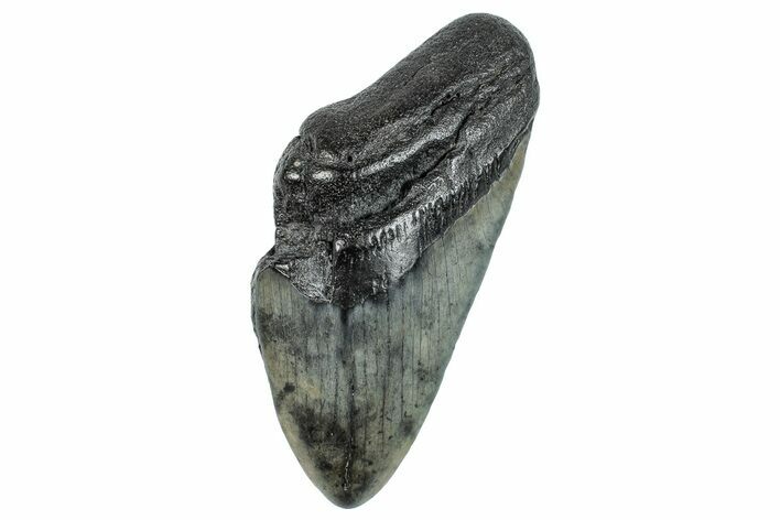 Partial Fossil Megalodon Tooth - South Carolina #277437